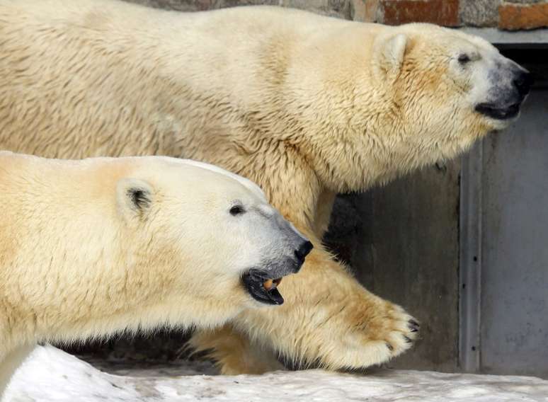 Ursos polares Uslada e Menshikov caminham pela área destinada a eles no zoológico de São Petersburgo, na Rússia