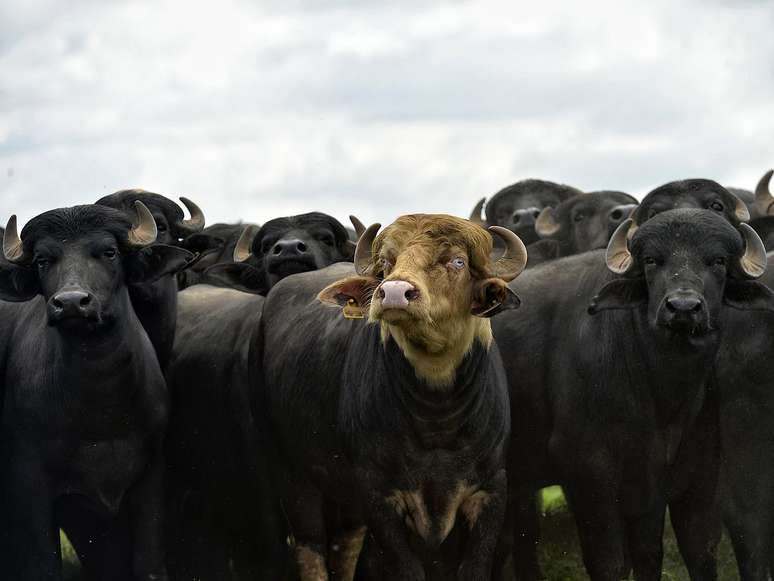 <p>B&uacute;falos da ra&ccedil;a Murrah em semi confinamento na fazenda das Palmeiras, em Boituva (SP)</p>