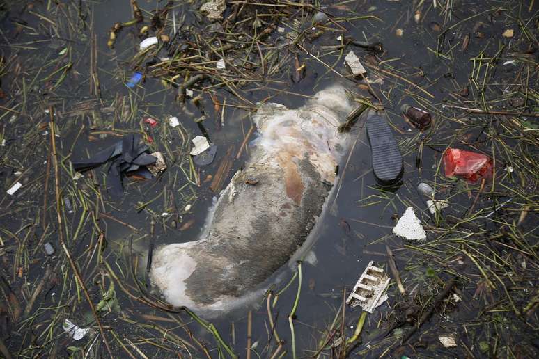 <p>Porco morto boia em rio de Xangai, na China, de onde mais de 15 mil animais estão sendo retirados</p>