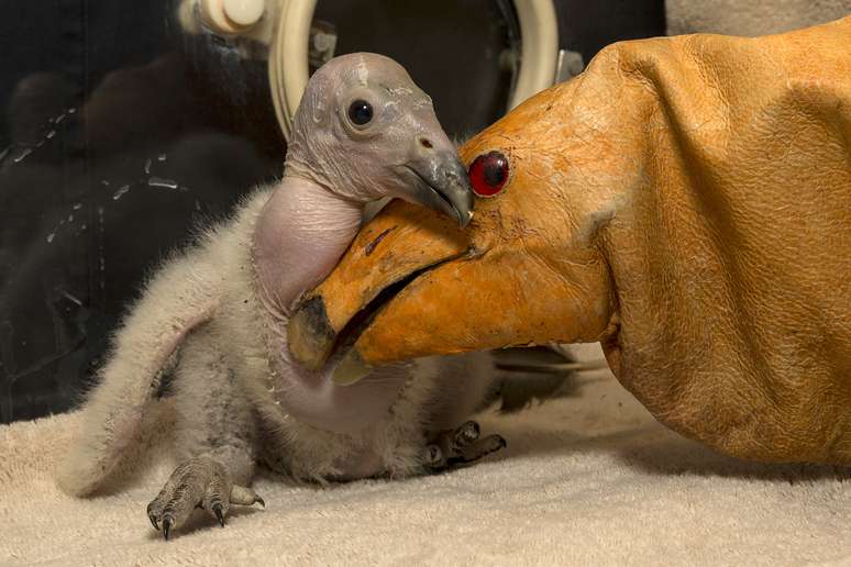 O pequeno animal, de apenas 2 semanas, recebe o carinho de uma falsa mãe, um boneco usado pelos tratadores