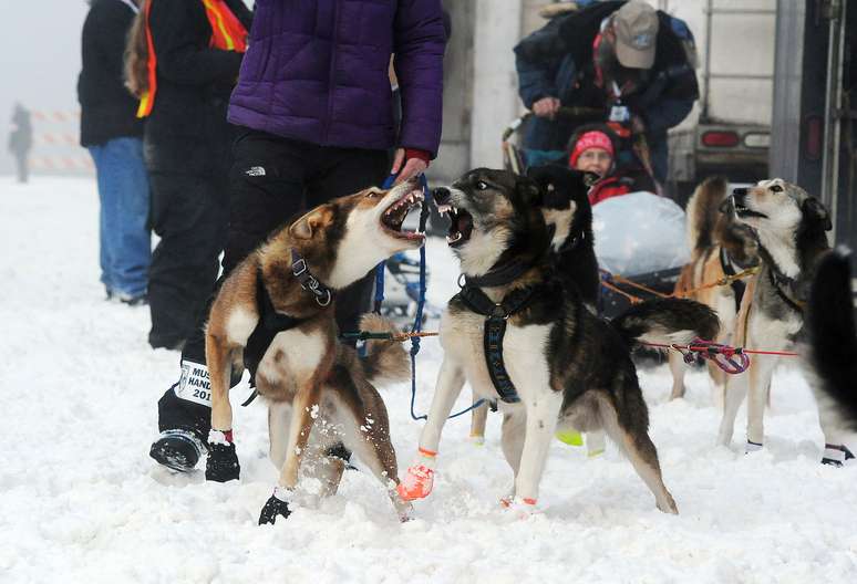 <p>O Estado americano do Alasca tem sido contagiado nos últimos dias pela realização do maior evento esportivo da região: a Iditarod Sled Dog Race, uma corrida de trenós puxados por cães</p><p> </p>