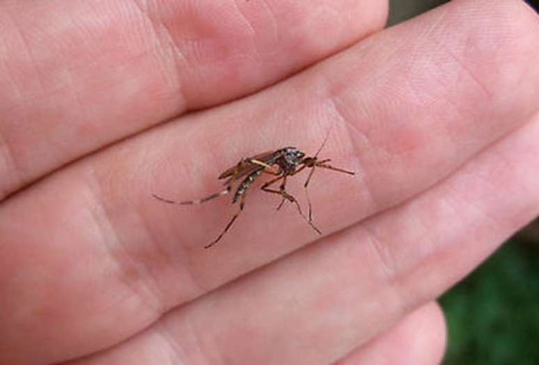 Segundo cientistas, chuvas tropicais no último ano favoreceram a multiplicação dos mosquitos