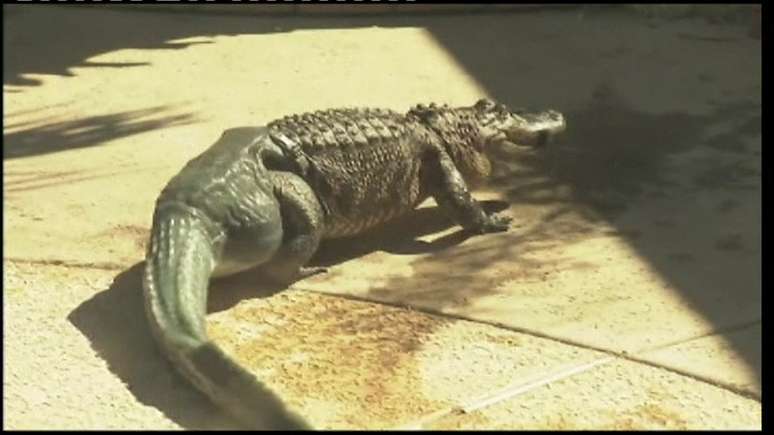 Um jacaré adotado pela Sociedade Herpetológica de Phoenix, nos Estado Unidos, ganhou um rabo de borracha. Acredita-se que o animal tenha perdido a cauda em uma briga com outro jacaré.