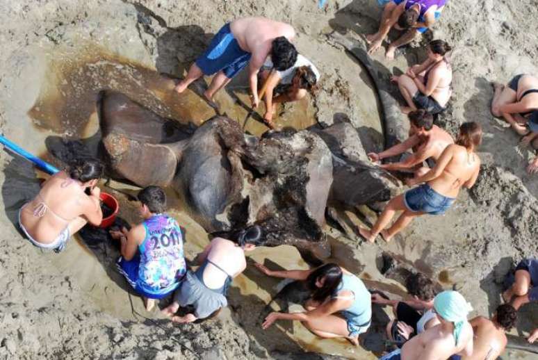 A baleia em estado de fossilização foi encontrada em uma praia de Iguape, no litoral de São Paulo