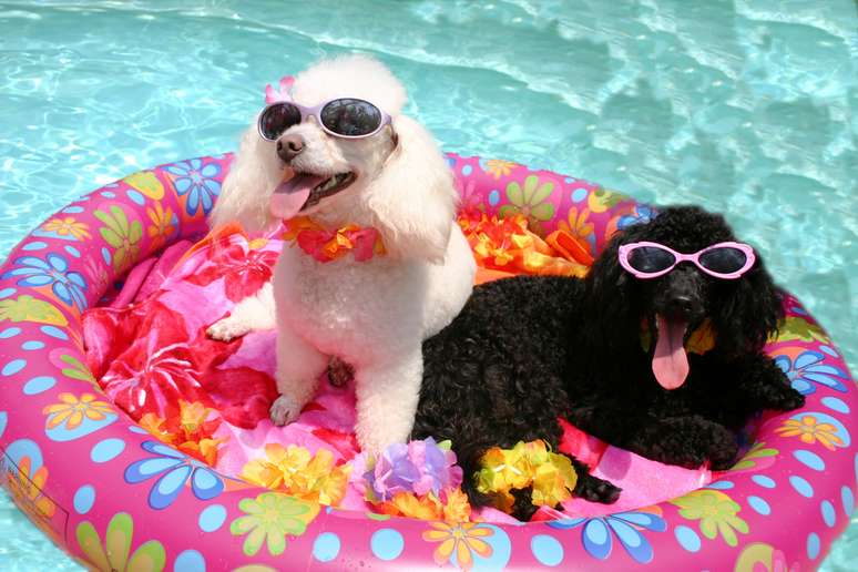 <p>No verão, hotéis para cachorro garantem a diversão dos bichinhos e a tranquilidade dos donos</p>