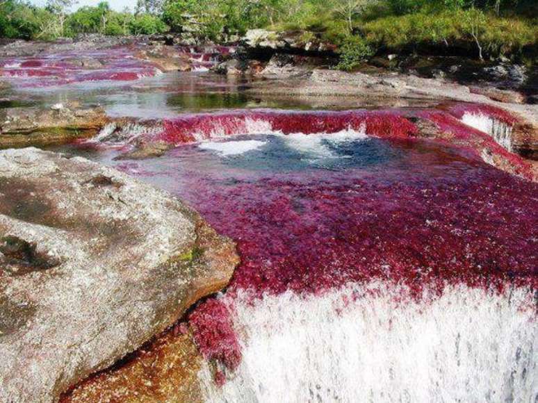 <p>Algas garantem coloração especial ao rio Caño Cristales</p>