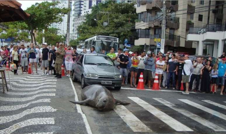 Leão-marinho de 3 metros foi atração em Balneário Camboriú após invadir a principal avenida da cidade