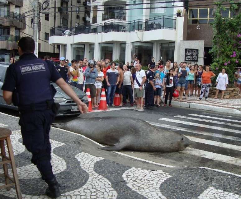 Curiosamente, o animal atravessou a avenida pela faixa de segurança