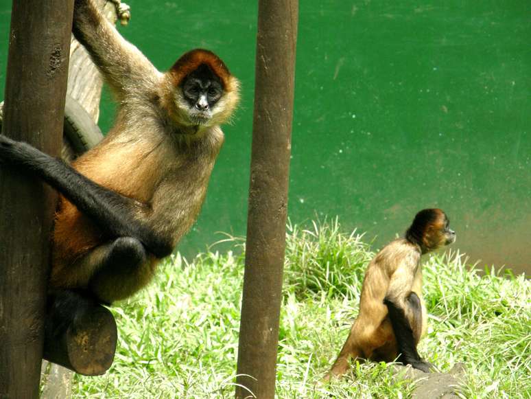 Os macacos-aranha são uma das espécies que podem ser encontradas no zoológico de San José