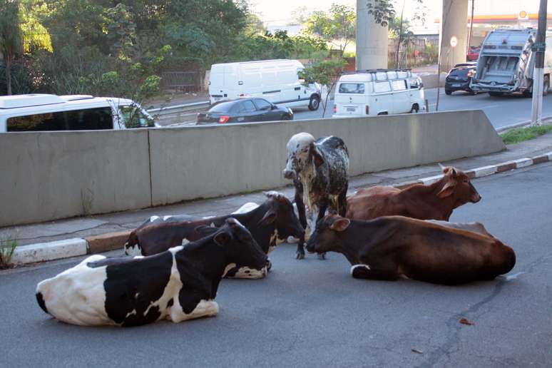 <p>Animais também invadiram um acesso da avenida Guido Caloi</p>