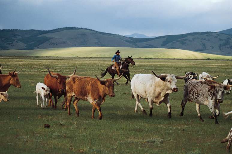 <p>Chico Basin é um rancho de verdade, e os visitantes amntém o rancho funcionando</p>