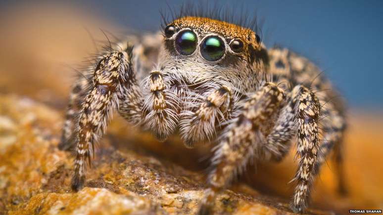 <p>Uma s&eacute;rie de aranhas <em>habronattus </em>como a f&ecirc;mea exibida ao lado foram recolhidas nas montanhas de Santa Rita, ao sul de Tucson, no Estado americano do Arizona. As imagens de Shahan foram feitas usando uma Pentax K-x, tubos de extens&atilde;o e uma lente invertida de 50 mil&iacute;metros</p>