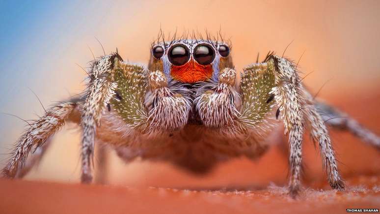 <p>Equipe estudava o comportamento de acasalamento da família da aranha saltitante (salticidae), como essa aranha 'Habronattus virgulatus'</p>