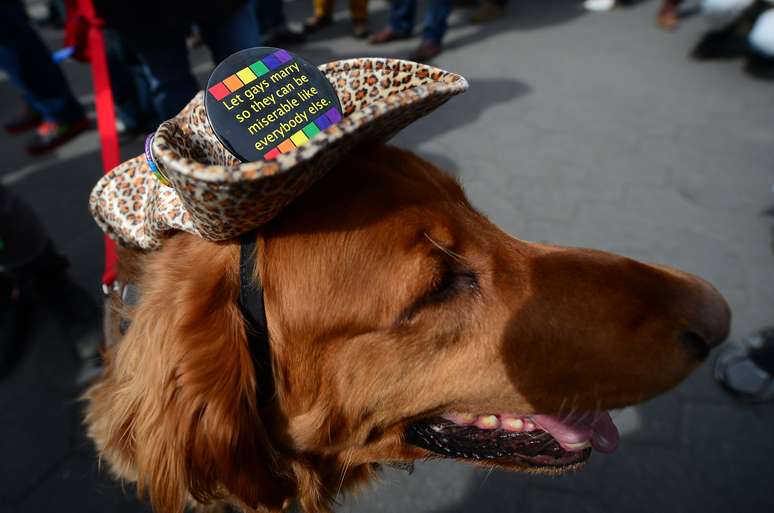 <p>Cão de manifestante a favor do casamento gay usa chapéu com bottom bem humorado em que se lê: 'deixem os gays casarem para que eles possam ser infelizes como as outras pessoas'</p>