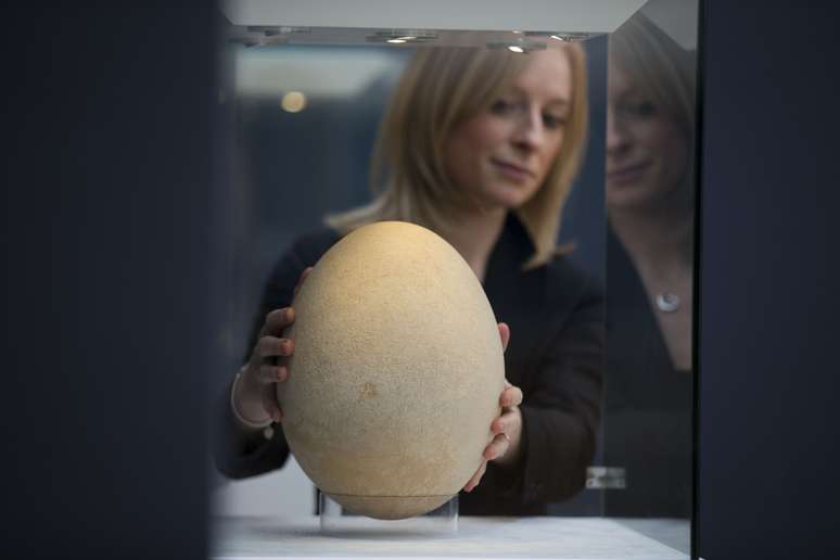 O ovo em processo de fossiliza&ccedil;&atilde;o &eacute; de uma ave extinta de Madagascar