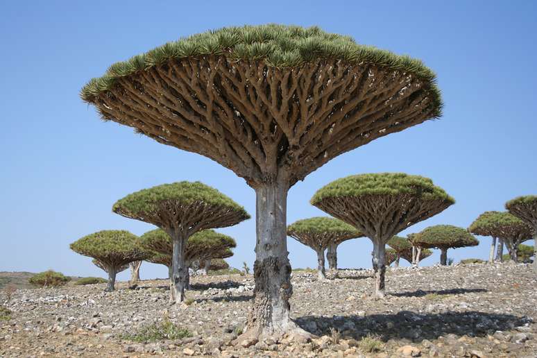 <p><strong>Arquipélago de Socotra, Iêmen</strong><br />Formado por quatro ilhas no litoral do Oceano Índico, frente ao Chifre da África, o arquipélago de Socotra encanta com suas paisagens e, especialmente, por suas espécias endêmica</p>