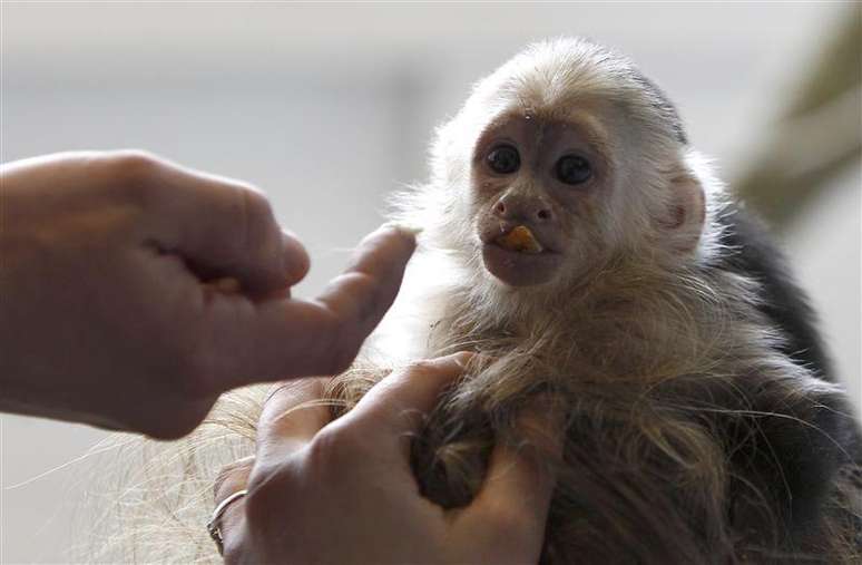 É permitido ter um macaco como animal de estimação?
