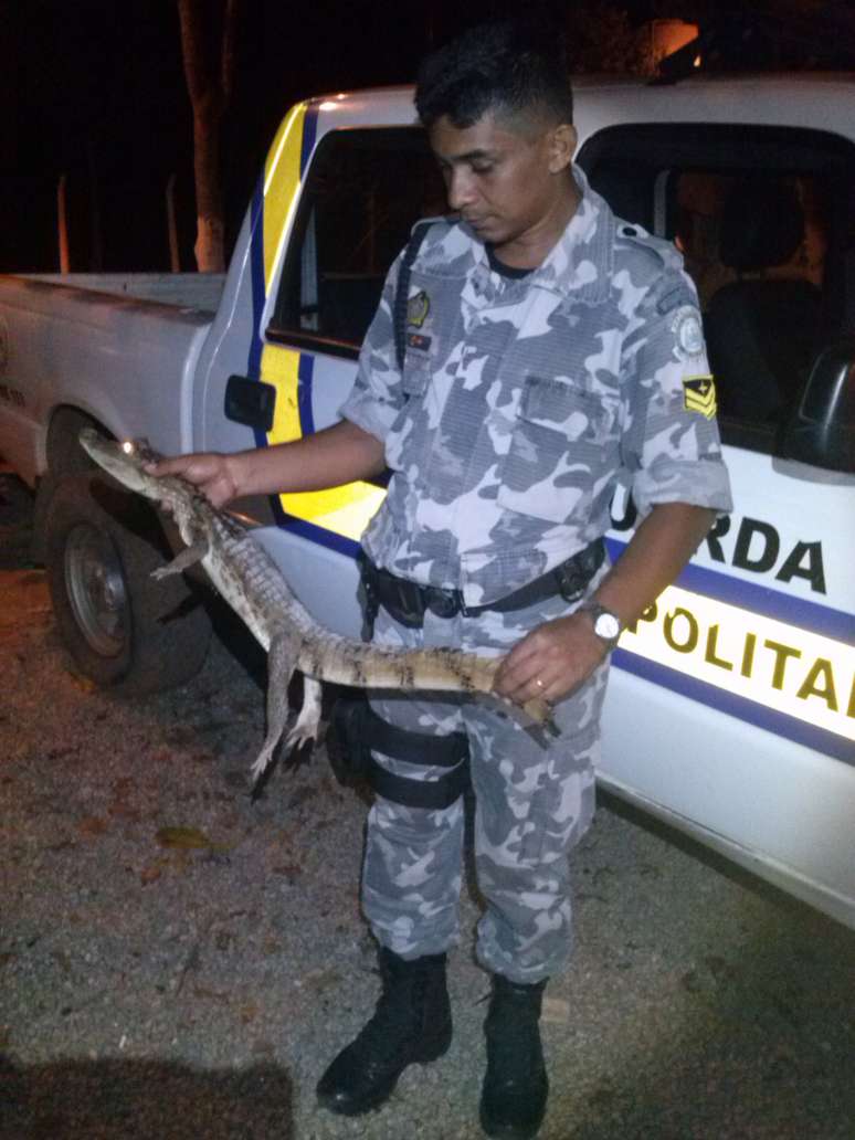 Jacar&eacute; &eacute; o quarto encontrado este ano em Palmas