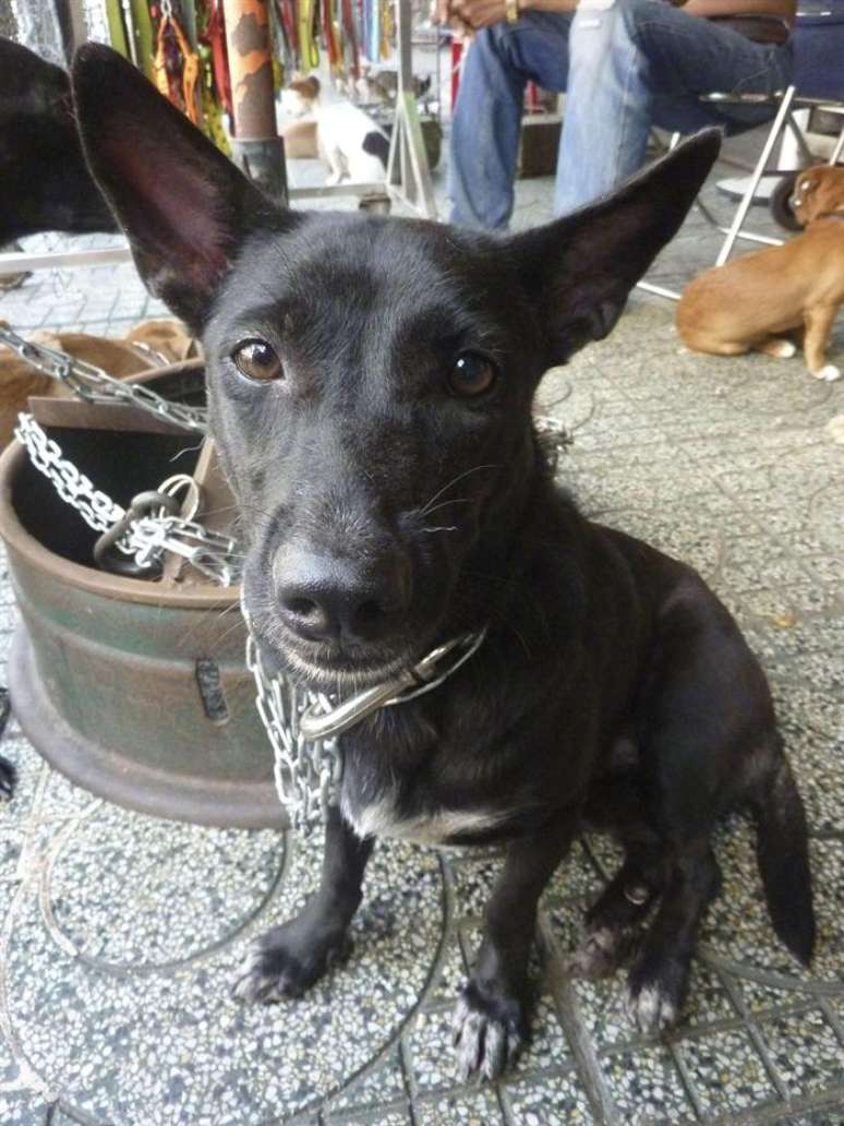 Cachorro é posto à venda em um mercado de animais no Vietnã, que recebe muitos mascotes sequestrados