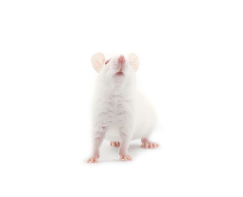 <p>Cientistas reverteram envelhecimento em roedores</p>