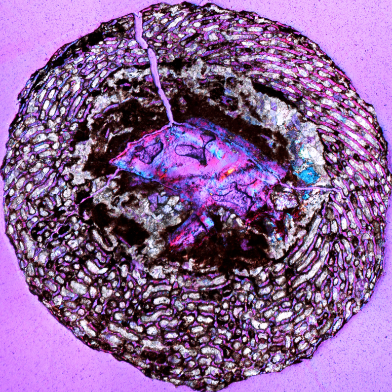 Recorte de fêmur de embrião de dinossauro. As cores são resultado de um filtro para destacar detalhes do osso. A parte mais externa tem grandes espaços para as artérias e para o crescimento das células ósseas. A parte interior é a cavidade da medula, mas que ficou recheada de cristais durante o processo de fossilização