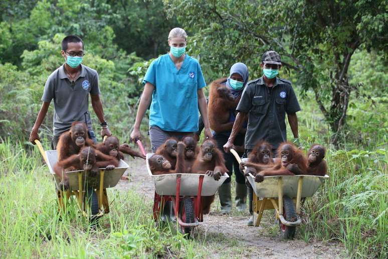 <p>Ativistas precisaram usar carrinhos de mão para transportar os animais</p>