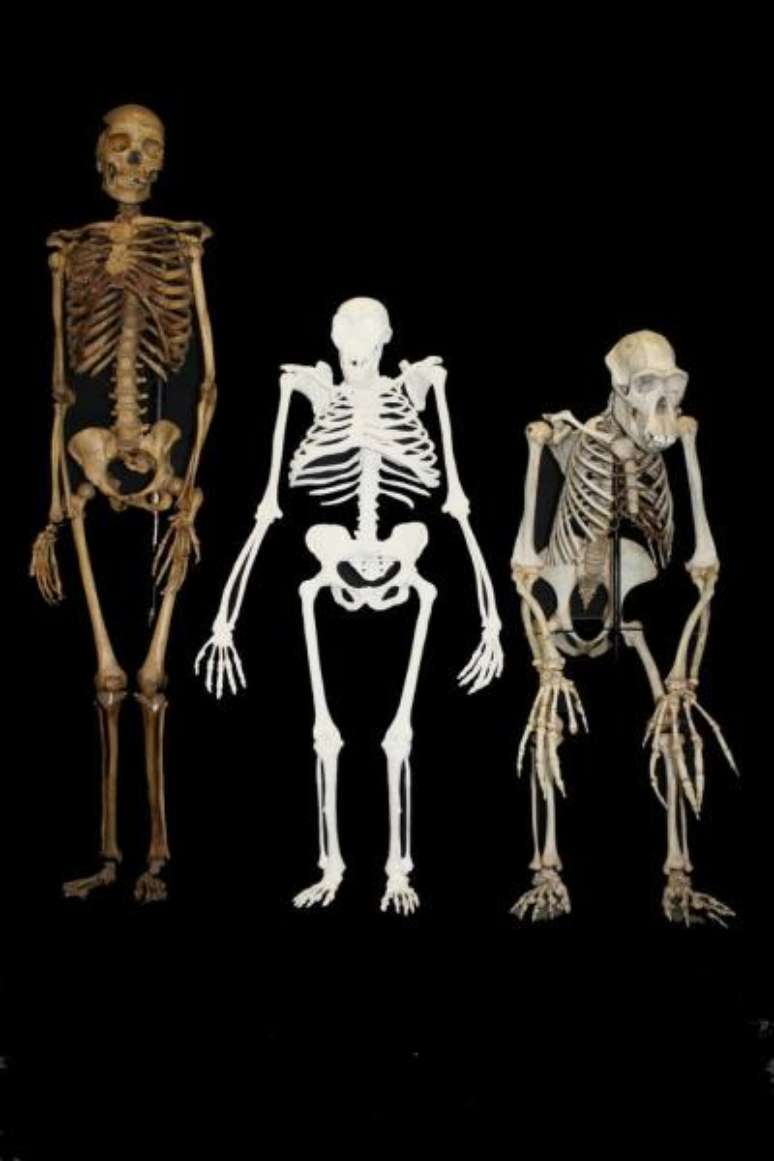 Imagem compara o esqueleto de uma mulher moderna (esq.), de um sediba (centro) e de um chimpanzé