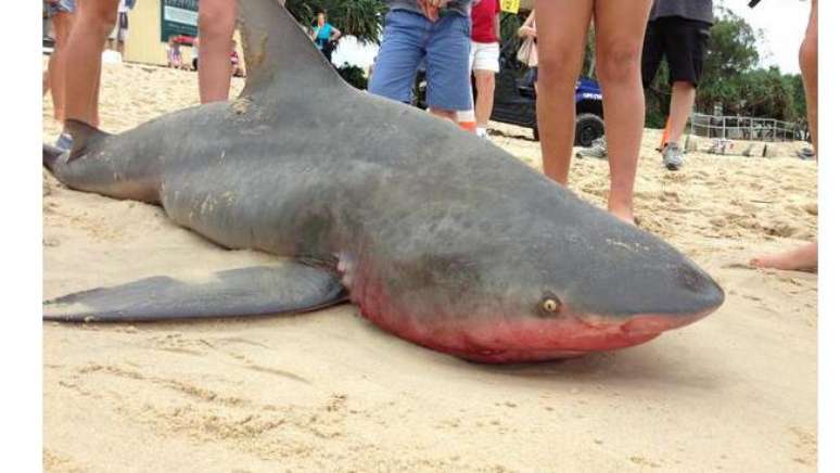 Um tubarão-cabeça-chata, de 1,5 de comprimento, encalhou na maior praia de Noosa, no Estado australiano de Queensland, nesta sexta-feira