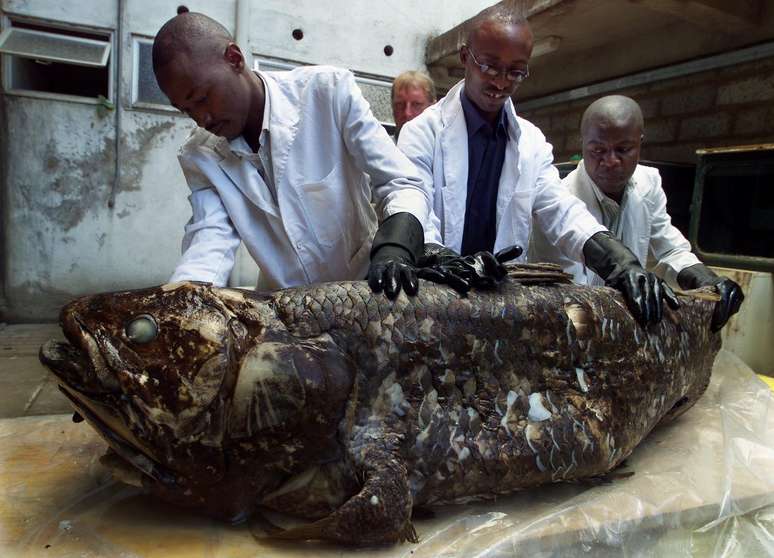 <p>Imagem de 2001 mostra a descoberta de um exemplar da espécie no Quênia</p>