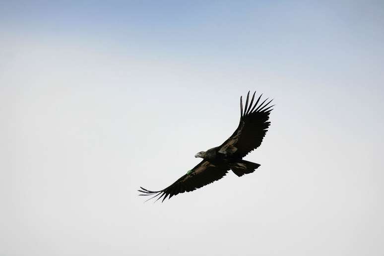 O condor-da-califórnia é considerado criticamente ameaçado de extinção