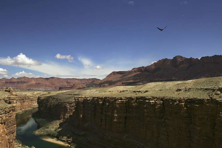 Condor-californiano sobrevoa o Rio Colorado, que atravessa o Grand Canyon, nos Estados Unidos