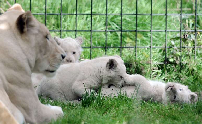 Imagens divulgadas nesta quinta-feira mostram as novas atrações de um zoo francês: três filhotes de leão branco que não cansam de brincar e de trocar carícias