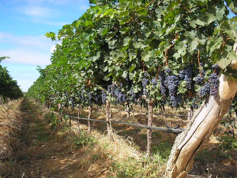 <p>A indústria nacional de vinhos ainda está em evolução</p>