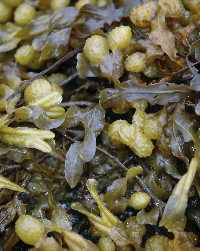 <p><strong>Fucus ou Bladderwrack:</strong> &eacute; a alga do momento. Tem grande poder de absor&ccedil;&atilde;o de gordura e efeito laxante. Est&aacute; sendo associada a medicamentos para controle de peso</p>