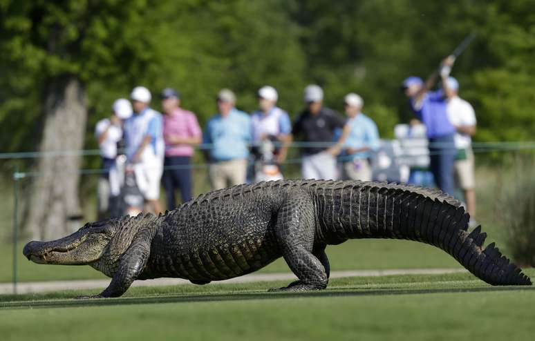 <p>Jacaré invade campo de golfe durante a primeira rodada do PGA Tour Zurich Classic, disputada nesta quinta-feira no TPC Louisiana, em Avondale, nos Estados Unidos. O animal cruzou o buraco de número 14 e chegou a interromper o jogo por alguns minutos</p>