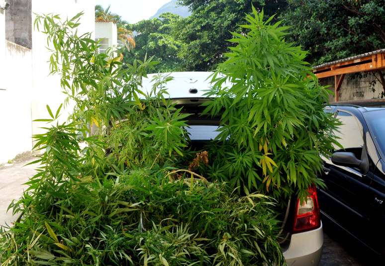 Médico é preso no Rio de Janeiro por manter plantação de maconha em seu apartamento