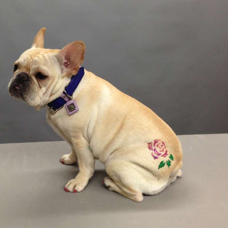 <p>A tatuagem para cachorro é feita com tinta com pequenos cristais, aplicada sobre os pelos do animal</p>
