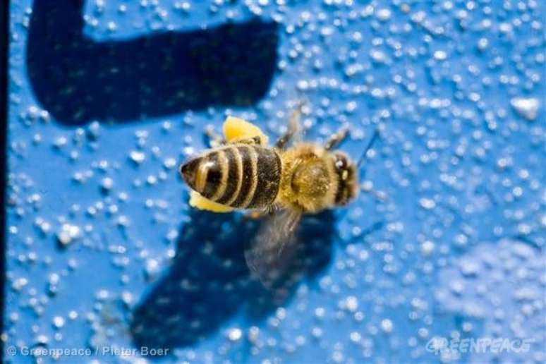 Comissão Europeia suspende uso de pesticidas que matam abelhas