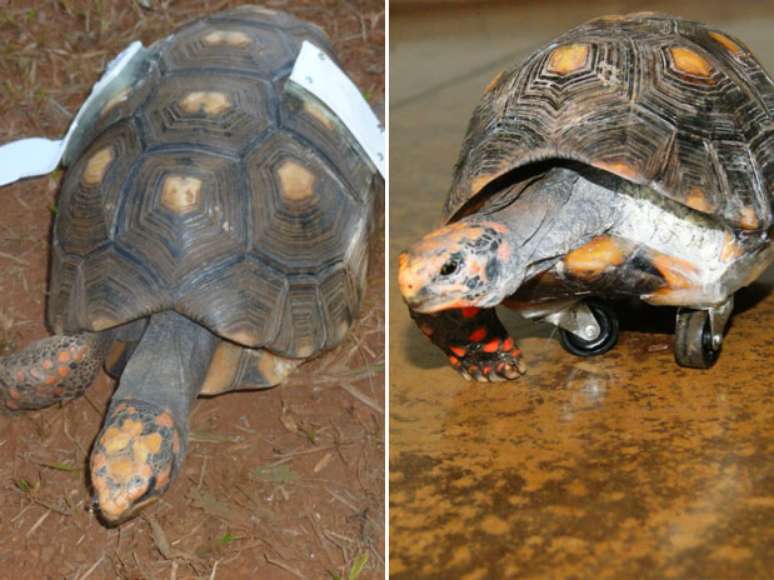 Uma tartaruga Chelonoidis carbonaria, chamada de Rubinho, recebeu nesta quinta-feira "asas" de PVC para evitar sofrer quedas, no Hospital Veterinário de Uberaba (MG)