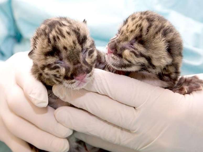 Filhotes de leopardo-nebuloso recebem cuidados. Uma das subespécies do animal pode não existir mais