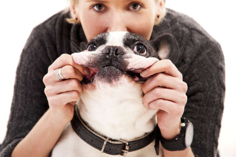 Higienizar os dentes do animal e fazer a limpeza de tártaro garante que os dentes sejam mantidos durante a vida toda