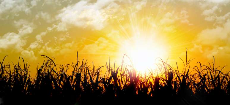 Tempo bom nos Estados Unidos e expectativa de supersafra na América do Sul podem derrubar preço do milho em maio