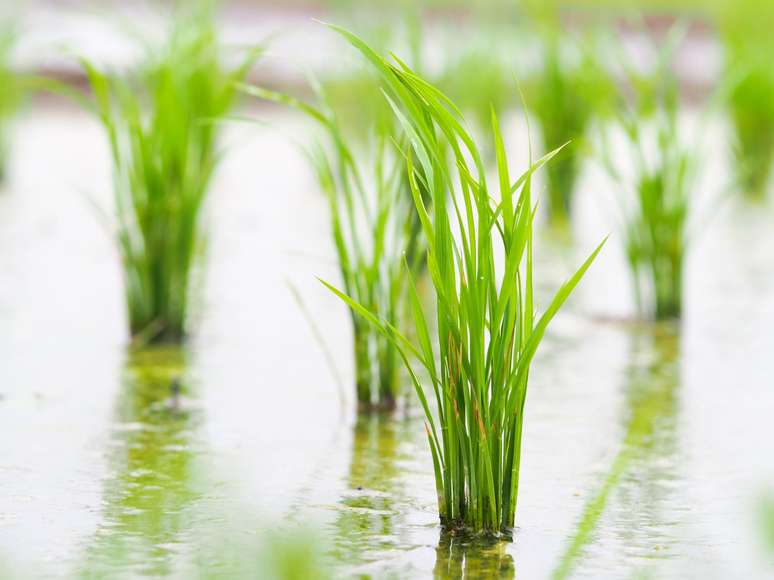 <p>Valorização do arroz pode trazer recuperação a setor</p>