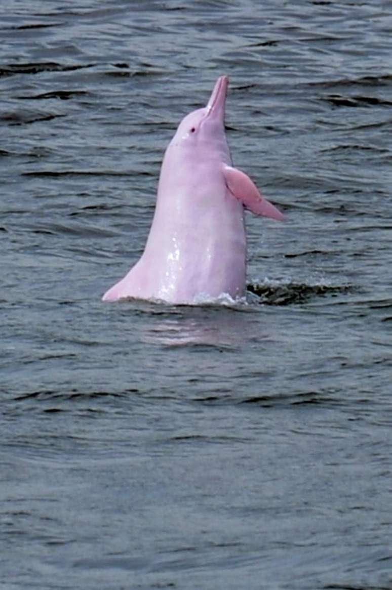 <p>Golfinho-branco chin&ecirc;s, mais conhecido como &quot;golfinho rosa&quot; (imagem de arquivo), corre perigo em&nbsp;Hong Kong</p>