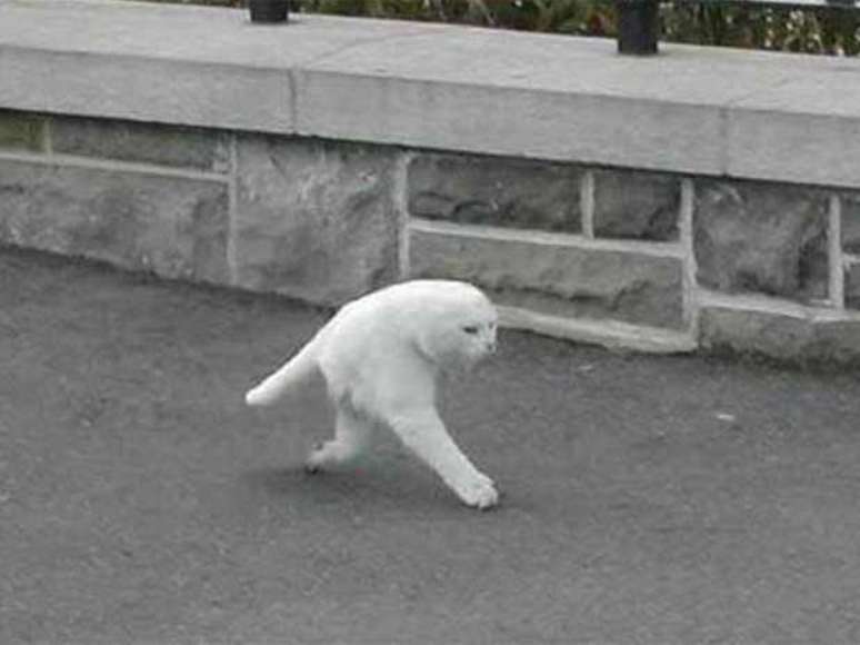 Gato pela metade teria sido descoberto no Google Street View