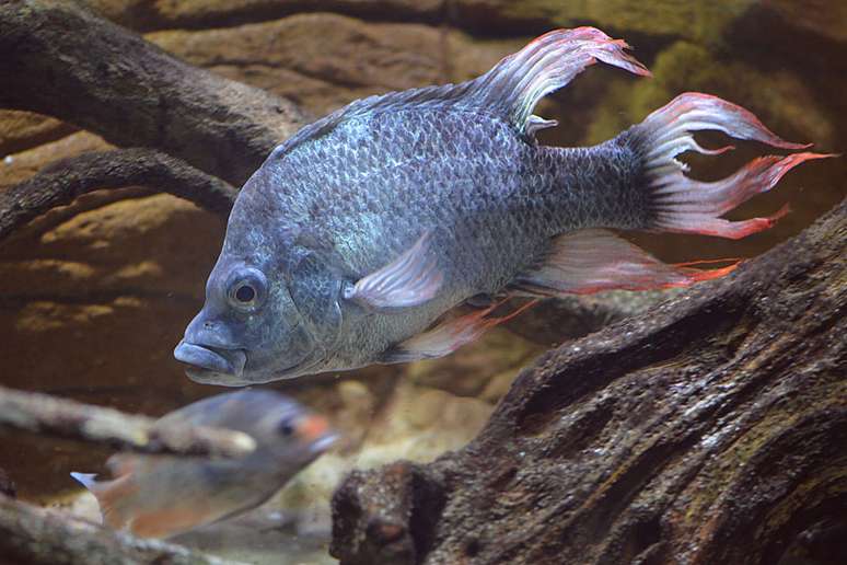 O zoológico de Londres tem dois machos da espécie "Ptychochromis insolitus"
