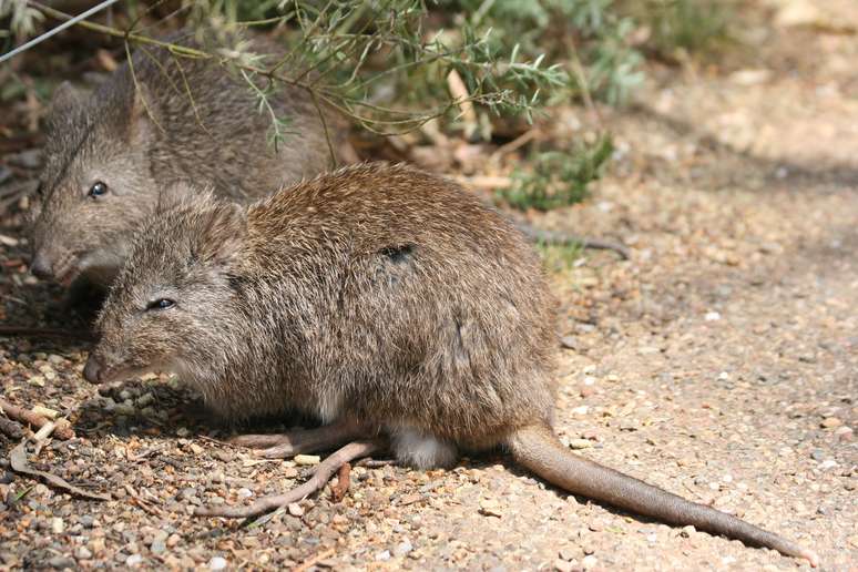 <p>No extremo oposto dos elefantes, estão os marsupiais bandicoots. Encontrados facilmente na Austrália, eles são conhecidos por possuírem a menor gestação entre os mamíferos: 12 a 15 dias. Com apenas 1 centímetro de comprimento ao nascer, os filhotes são cegos e não têm pelos. Precisam de semanas dentro da bolsa da mãe para atingir alguma independência e se aventurarem sozinhos sem amparo</p>