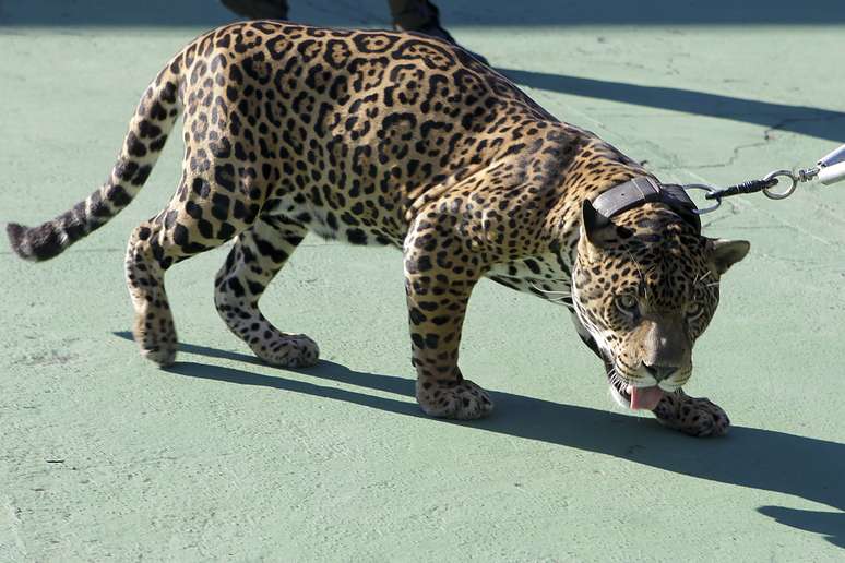 Espécie pode ser extinta em algumas regiões da Mata Atlântica em 80 anos