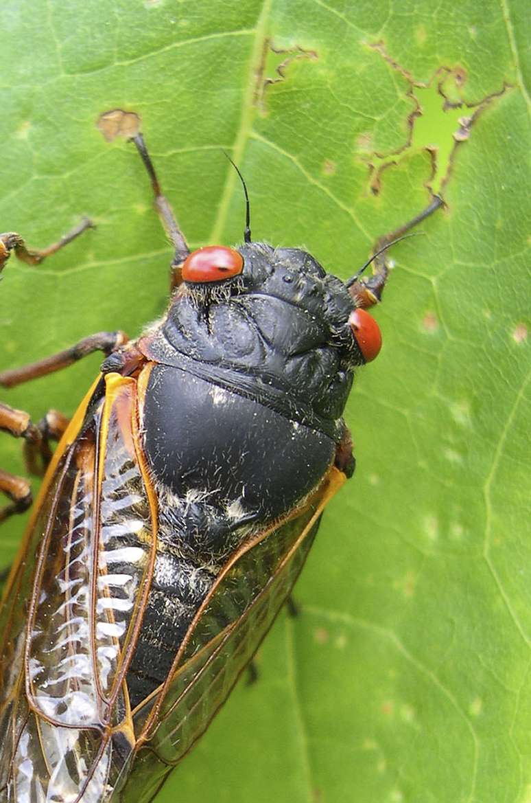 Cigarras de olhos vermelhos passaram 17 anos no solo e podem sair a qualquer momento