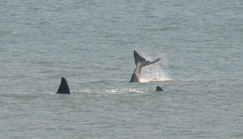 Em imagens de 2011, baleias se aproximam da costa em Santa Catarina